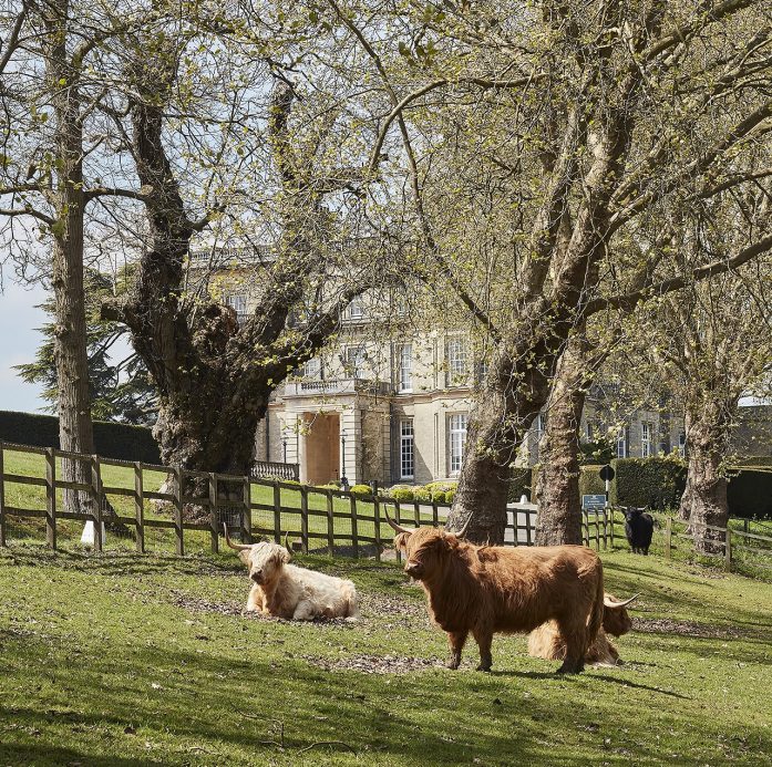 Highland cows at Hedsor House